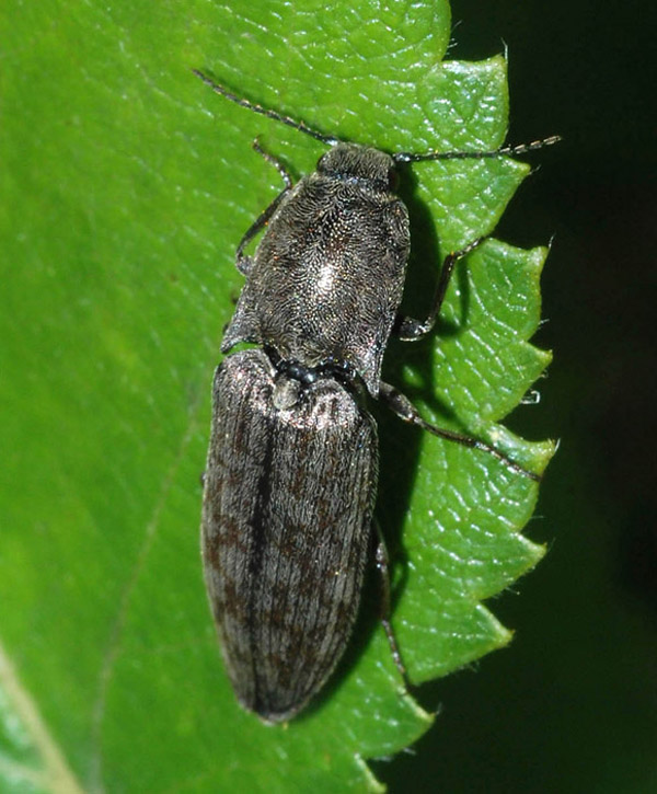 Actenicerus siaelandicus (Elateridae)